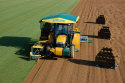 Turf harvester and pallets
