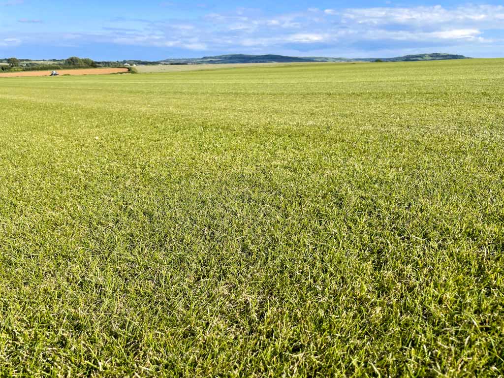 Quality grass turf