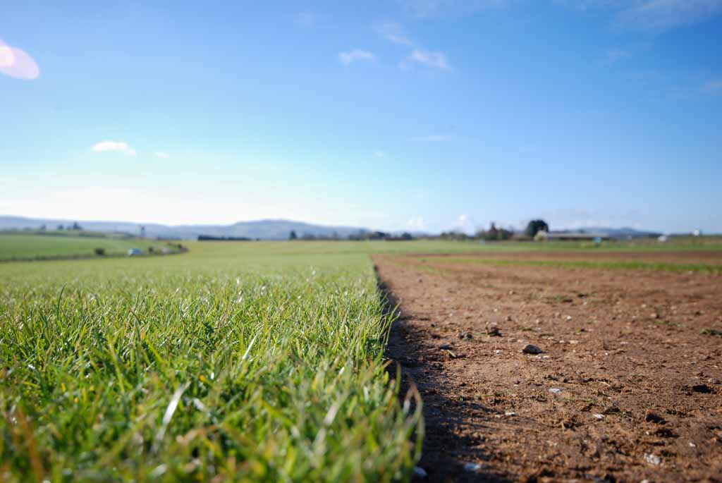 Garden turf rolls