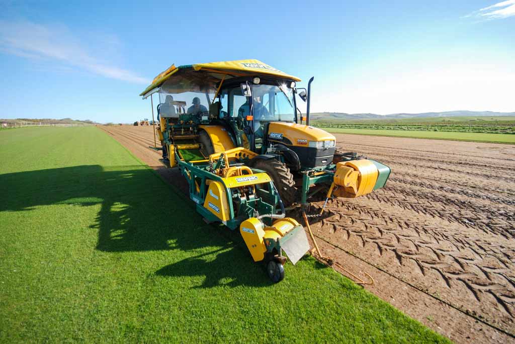 Quality grass turf