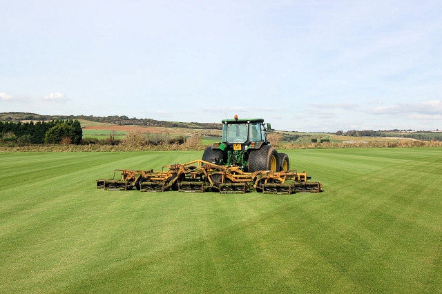 Grass is mowed frequently using gang mowers